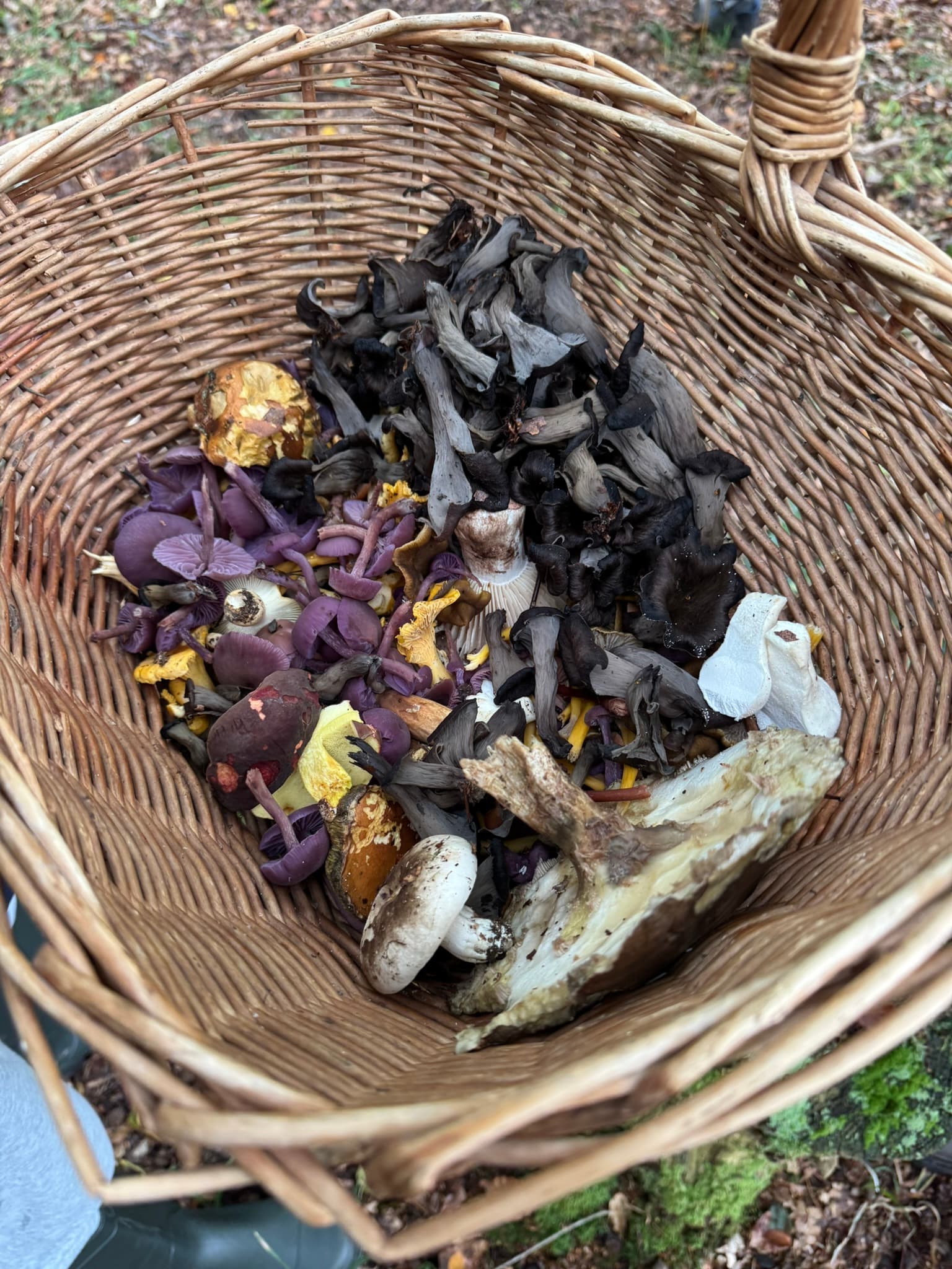 Photo of /_next/static/media/foraging.d355e53a.jpeg