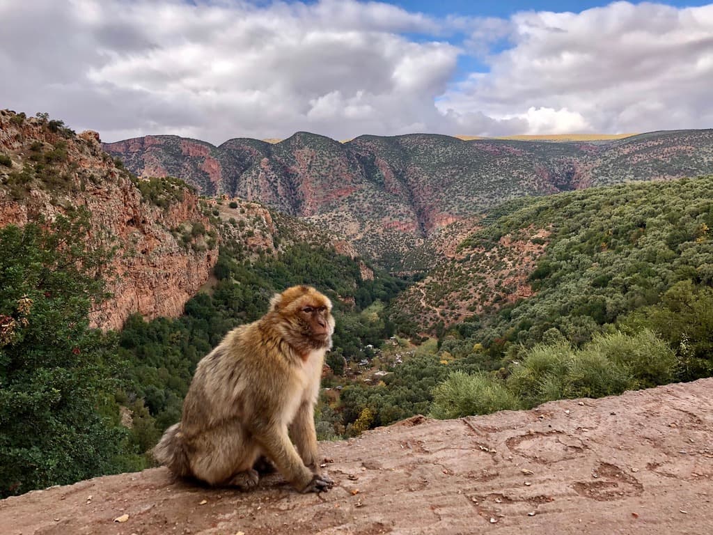 Photo of /_next/static/media/monkey.a4a6e9e7.jpeg